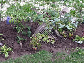 02 jardin biologique#2CC418