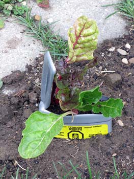 03 jardin biologique#2CC417