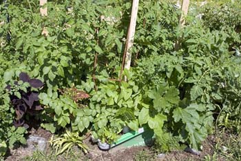 07 jardin biologique#2CC41E