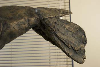 15 cut open shrimp detail