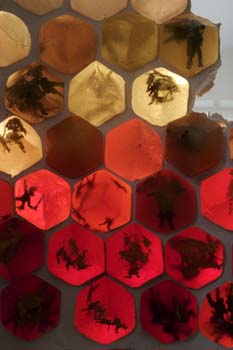 19 colony collapse detail